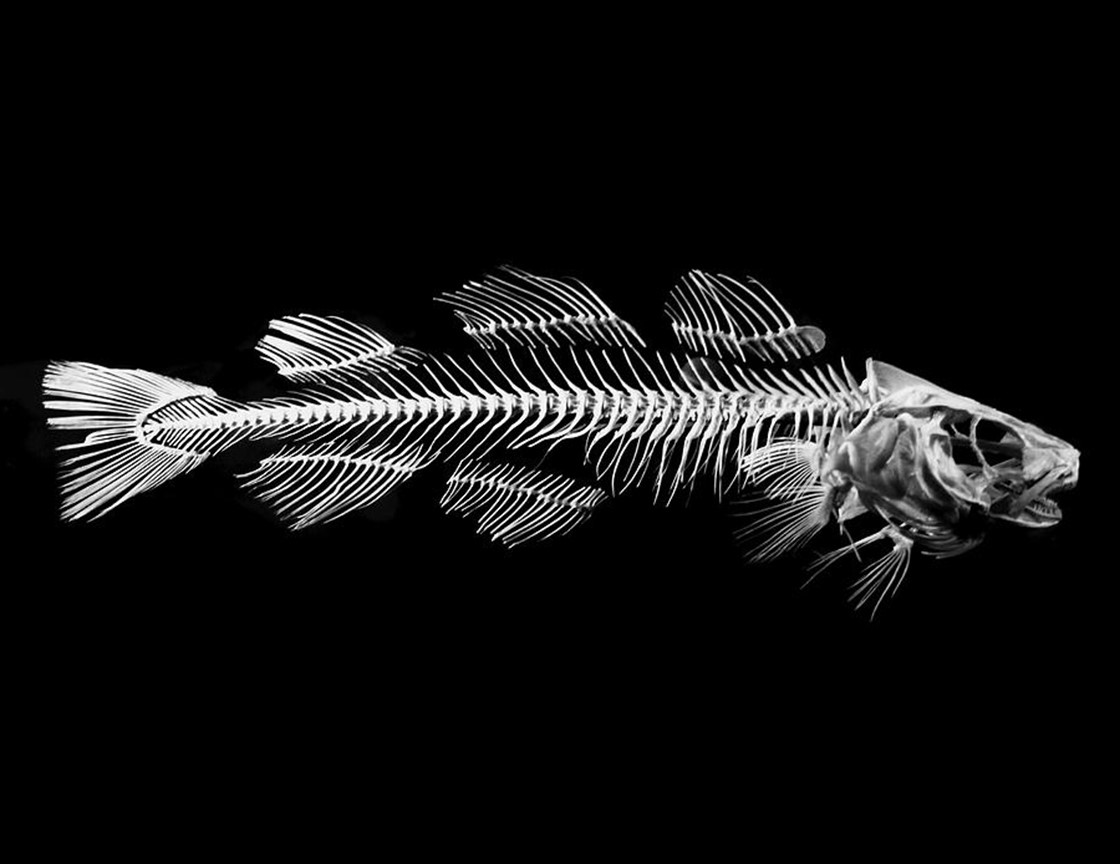 рыбьи кости. рыбьи кости. кость от рыбы. рыбьи кости. костный скелет латимерии.